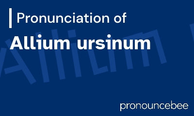 how to pronounce allium-ursinum feature image