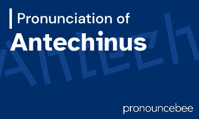 how to pronounce antechinus feature image