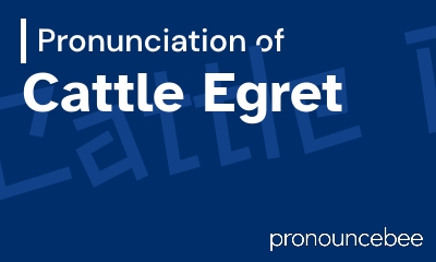 how to pronounce cattle-egret feature image