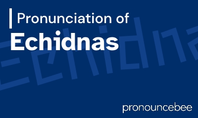 how to pronounce echidnas feature image