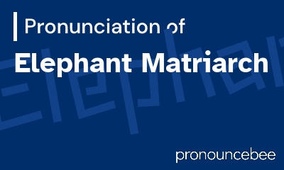 how to pronounce elephant-matriarch feature image