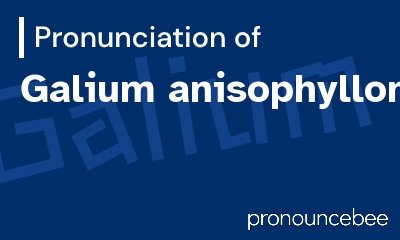how to pronounce galium-anisophyllon feature image