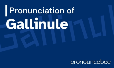 how to pronounce gallinule feature image