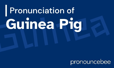 how to pronounce guinea-pig feature image