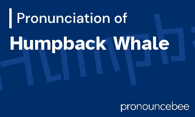 how to pronounce humpback-whale feature image