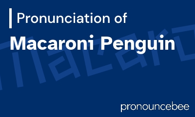how to pronounce macaroni-penguin feature image