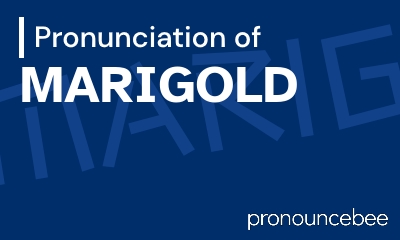 how to pronounce marigold feature image