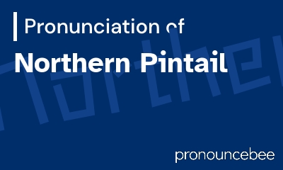 how to pronounce northern-pintail feature image
