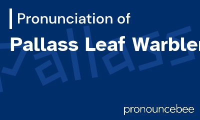 how to pronounce pallass-leaf-warbler feature image