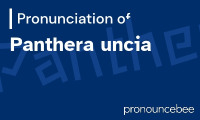 how to pronounce panthera-uncia feature image