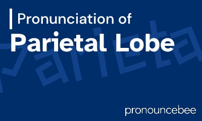 how to pronounce parietal-lobe feature image