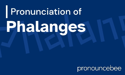 how to pronounce phalanges feature image