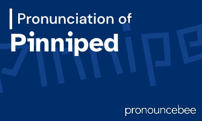how to pronounce pinniped feature image