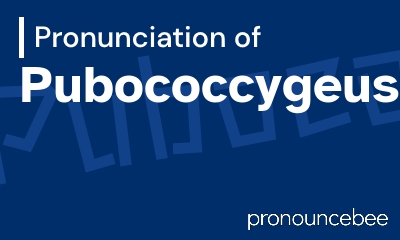 how to pronounce pubococcygeus feature image