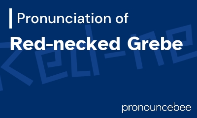 how to pronounce red-necked-grebe feature image