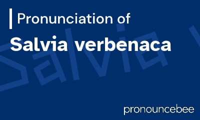 how to pronounce salvia-verbenaca feature image