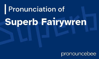 how to pronounce superb-fairywren feature image