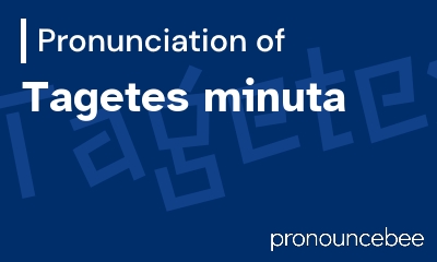 how to pronounce tagetes-minuta feature image