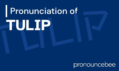 how to pronounce tulip feature image