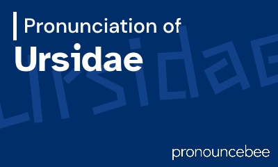 how to pronounce ursidae feature image
