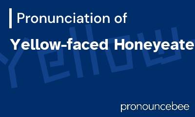 how to pronounce yellow-faced-honeyeater feature image